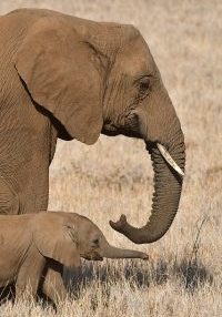 Afrikaanse olifant