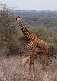 Giraf Kenia